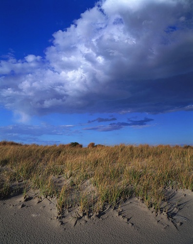 Dune, Cape May Point, Cape May County, NJ (MF).jpg Dune, Cape May Point, Cape May County, NJ (MF).jpg